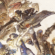 Final Fantasy