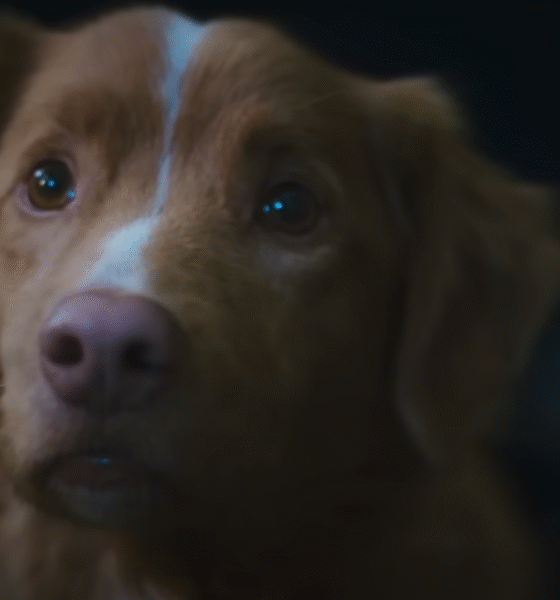 Good Boy