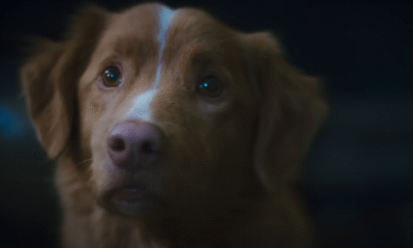 Good Boy