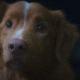 Good Boy