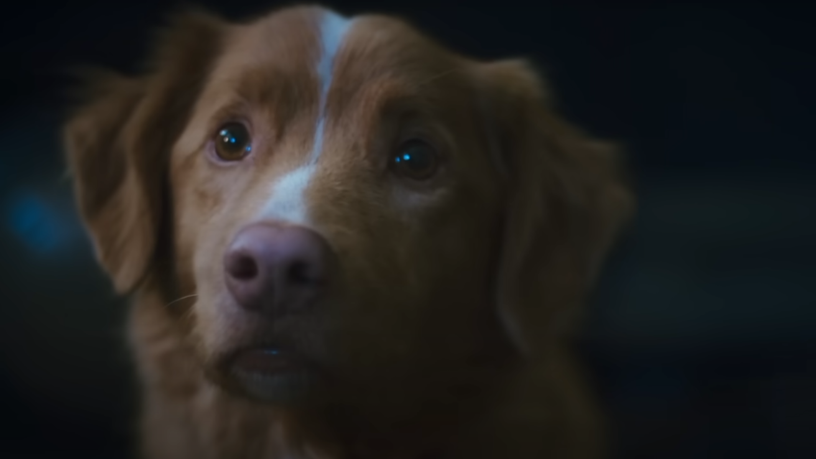 Good Boy