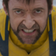 Wolverine